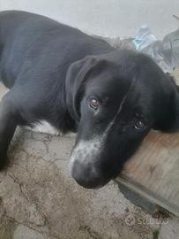 Cani che non posso tenere