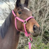 Purosangue inglese. Nativa americana