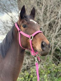 Purosangue inglese. Nativa americana