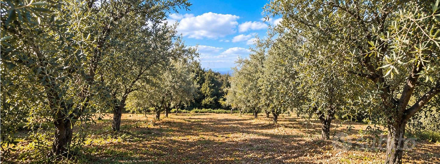 Uliveto ad Acri -40 piante -terreno piano-2000mq - Vista 2