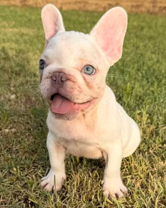 Bulldog francese