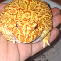 Rana pacman adulta, ceratophrys ornata