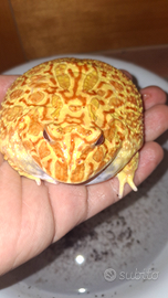Rana pacman adulta, ceratophrys ornata