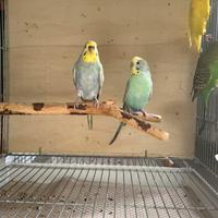 Coppia cocorite rainbow