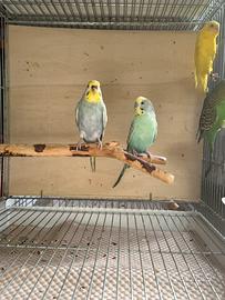 Coppia cocorite rainbow