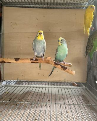 Coppia cocorite rainbow