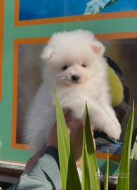 Cuccioletti di Pomerania