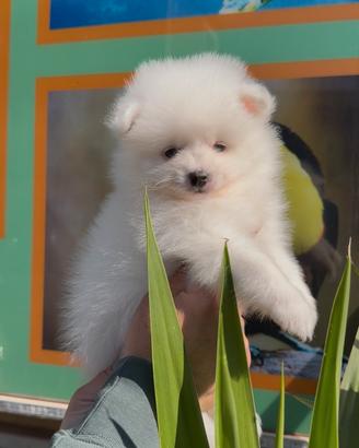 Cuccioletti di Pomerania