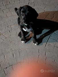 Cucciolo di Beagle/springer