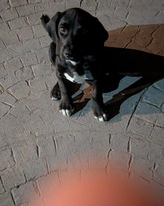 Cucciolo di Beagle/springer