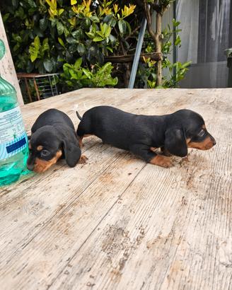 Cuccioli bassottini