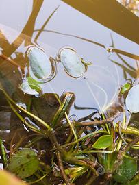 papavero d'acqua laghetto