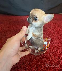 Chihuahua Femmina Mini 3 mesi