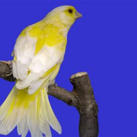 Coppie verdoni mutati