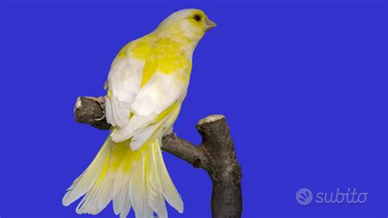 Coppie verdoni mutati