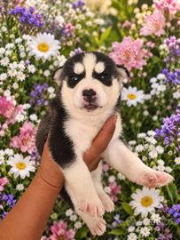 Husky siberiani