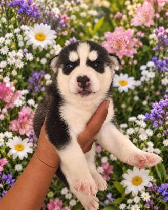 Husky siberiani