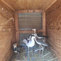 Limicoli ornamentali