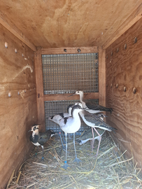 Limicoli ornamentali