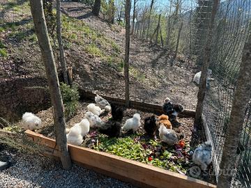 Moroseta diverse colorazioni