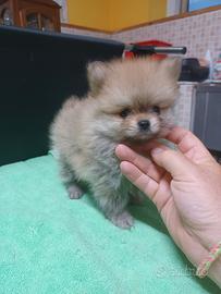 Cuccioli di spitiz Pomerania