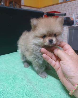 Cuccioli di spitiz Pomerania