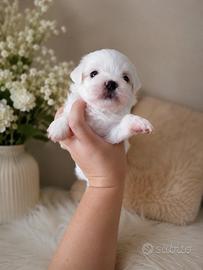 Cuccioli di Maltese Toy