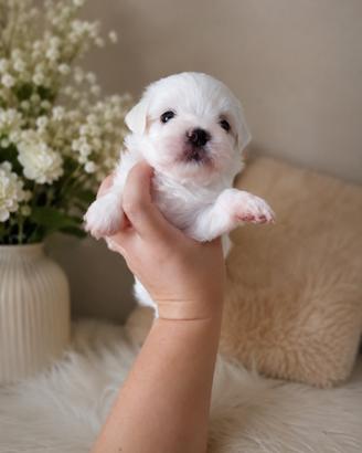 Cuccioli di Maltese Toy