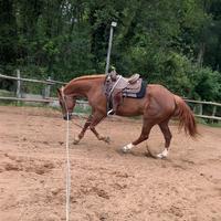 Cavalla appendix 9 anni