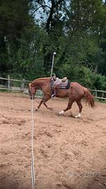 Cavalla appendix 9 anni