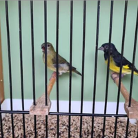 Lucherini Ventre Giallo