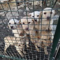 Cuccioli Labrador