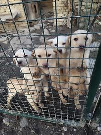 Cuccioli Labrador