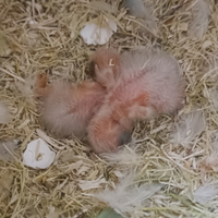 Pulli di inseparabile