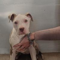 Cuccioli pitbull blue fanw e blue noise