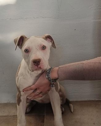 Cuccioli pitbull blue fanw e blue noise