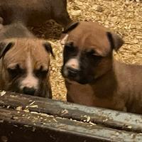 Cuccioli Amstaff
