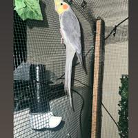 Pappagalli calopsite