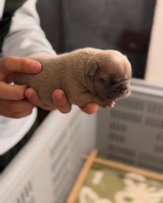 Bulldog francese