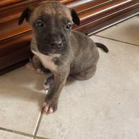 Cuccioli Amstaff