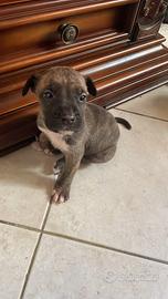 Cuccioli Amstaff