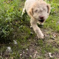 Cucciolo di Lagotto per tartufi