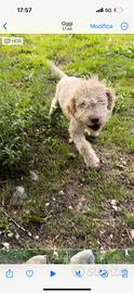 Cucciolo di Lagotto per tartufi