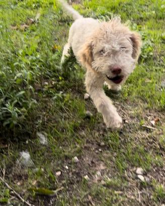 Cucciolo di Lagotto per tartufi