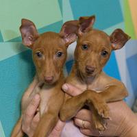 Cucciole di Cirneco dell'Etna di 3 mesi