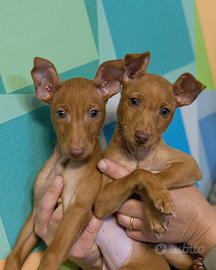 Cucciole di Cirneco dell'Etna di 3 mesi