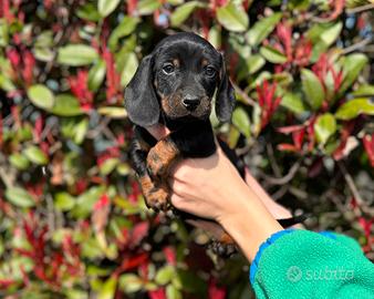 Cucciolo di Bassotto
