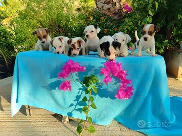 Jack russell nano