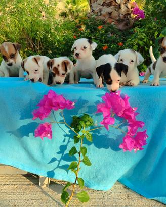 Jack russell nano