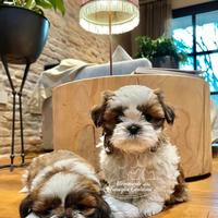 Cuccioli di shihtzu